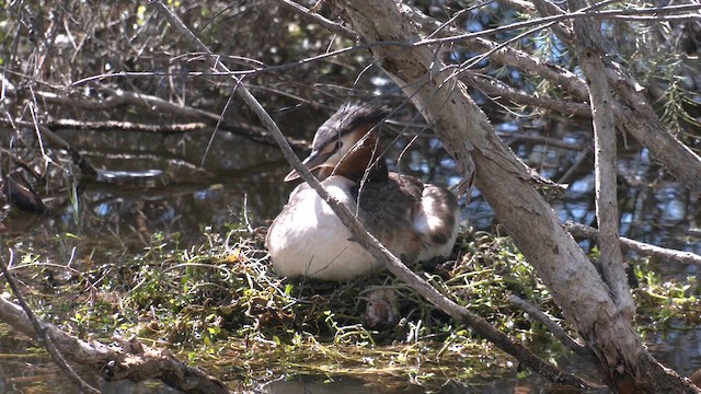 カンムリカイツブリ - ML610349865