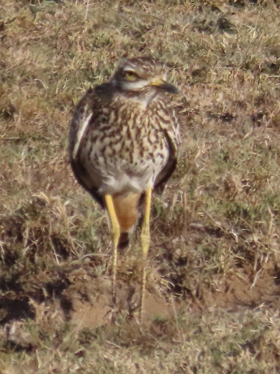 Spotted Thick-knee - ML610349877