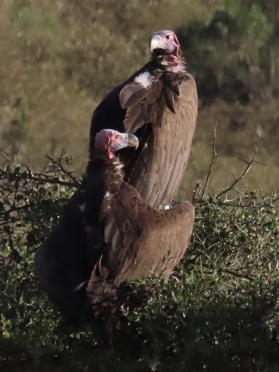 Lappet-faced Vulture - ML610349889