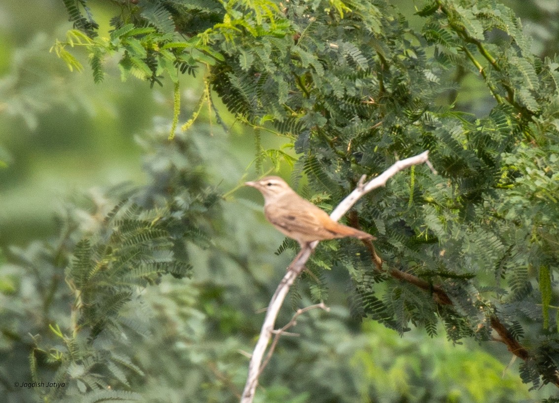 Rufous-tailed Scrub-Robin - ML610349902