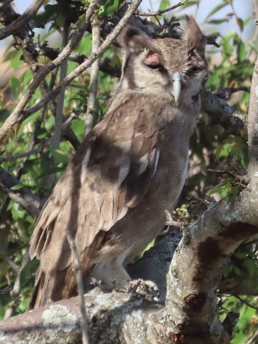 Verreaux's Eagle-Owl - ML610349907