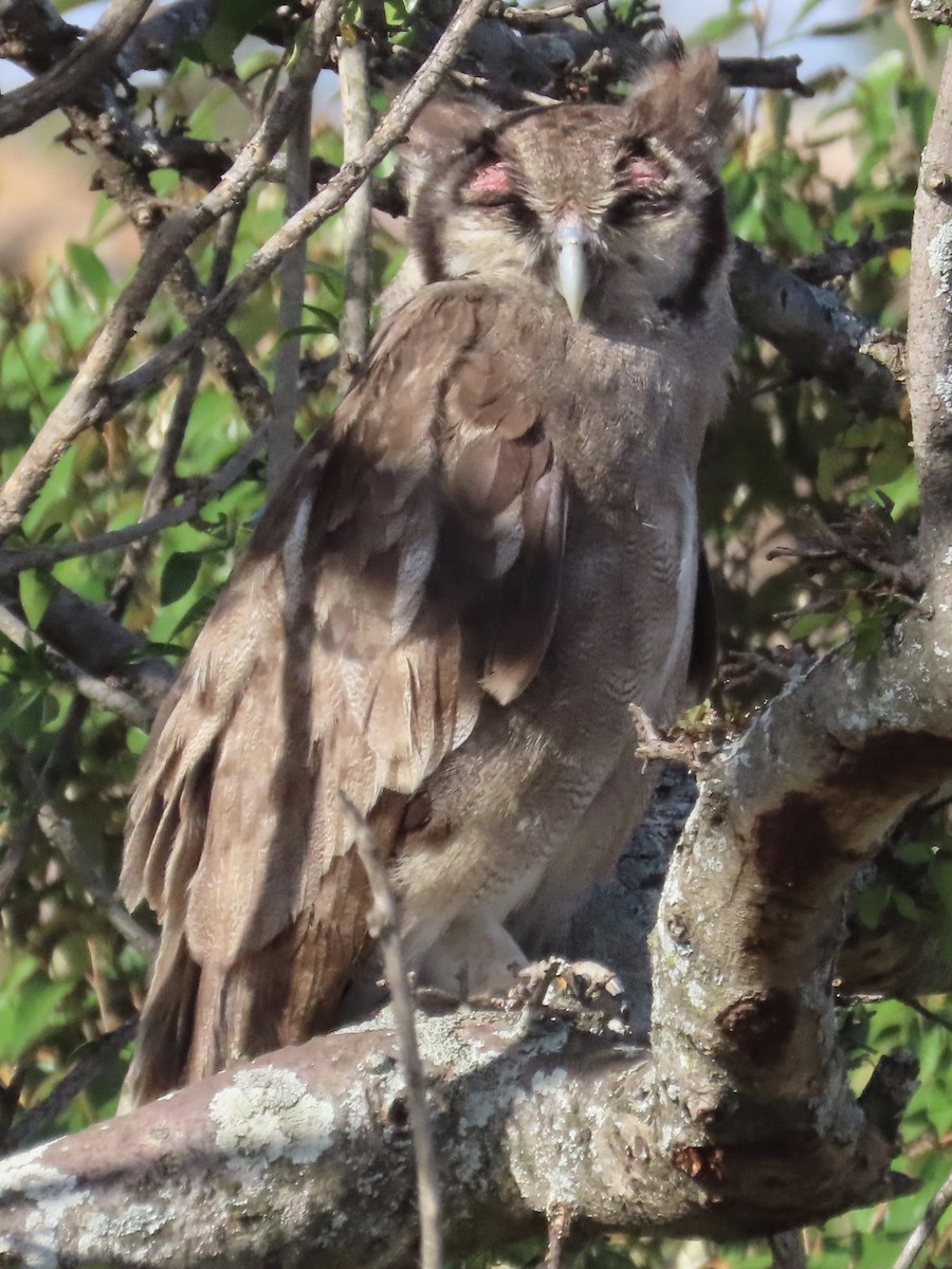 Verreaux's Eagle-Owl - ML610349909