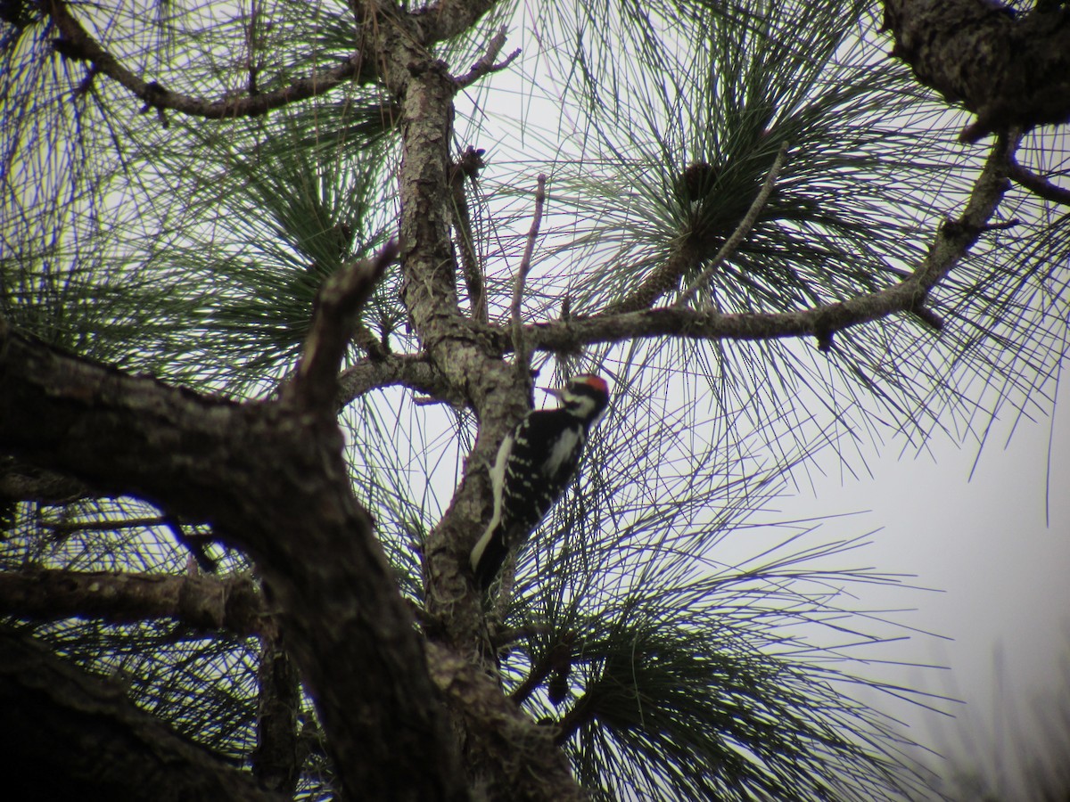 Hairy Woodpecker - ML61034991