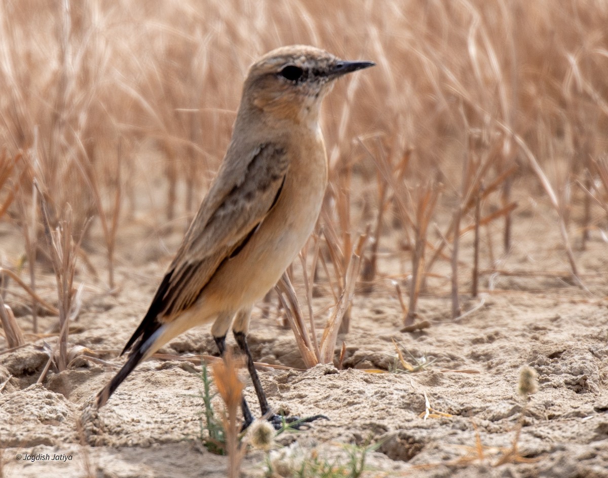 Isabelline Wheatear - ML610349911