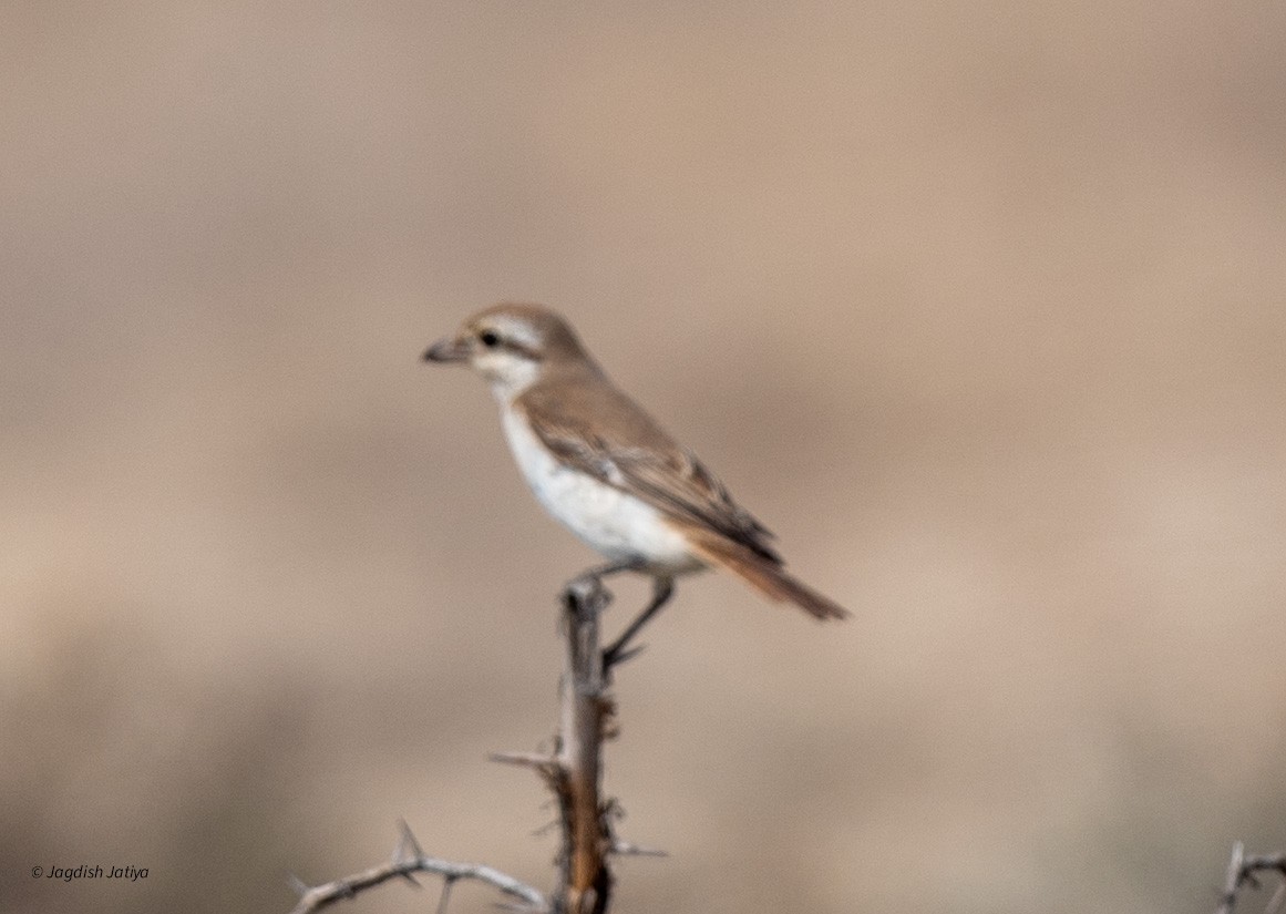 Red-tailed Shrike - ML610349920