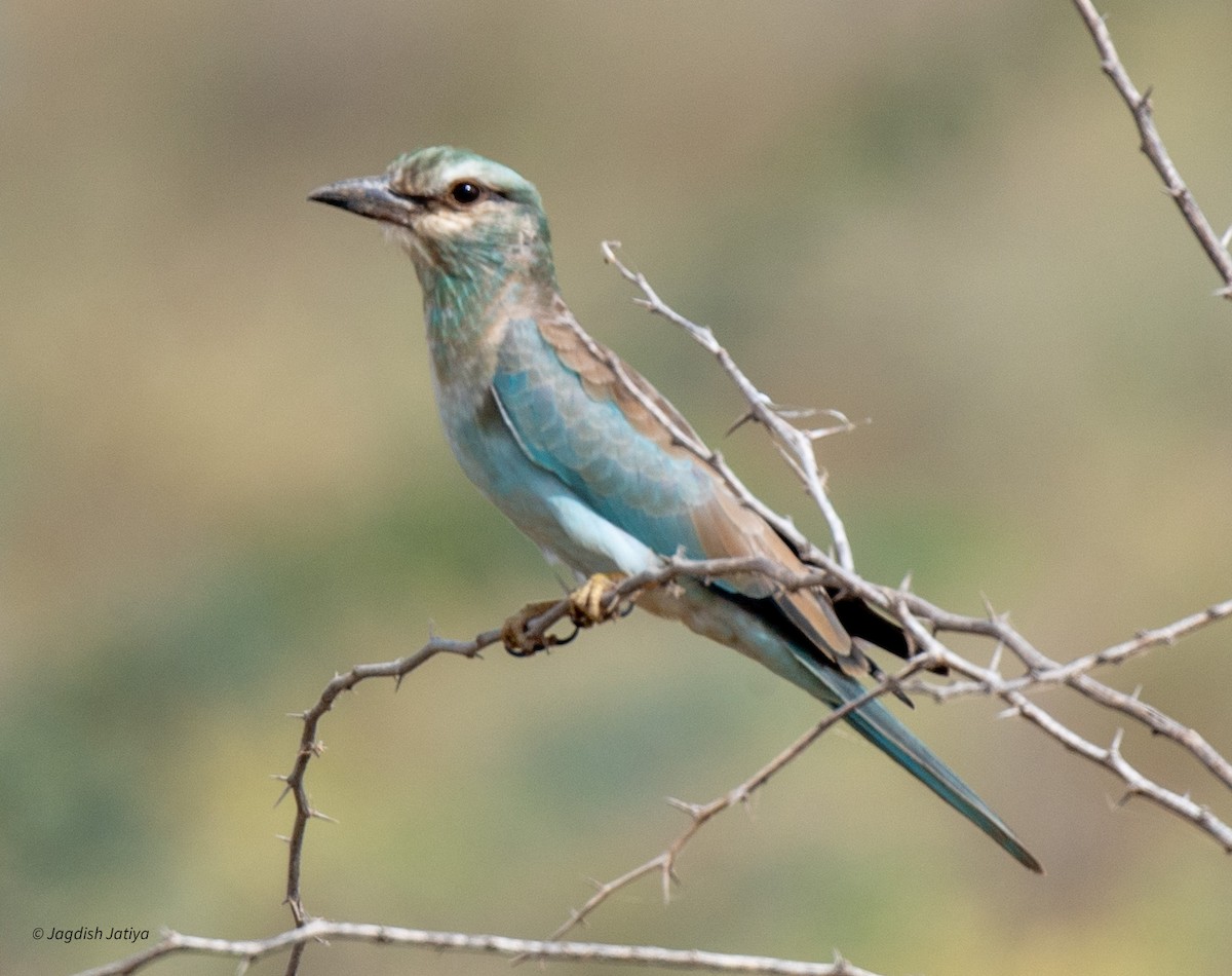 European Roller - ML610349959