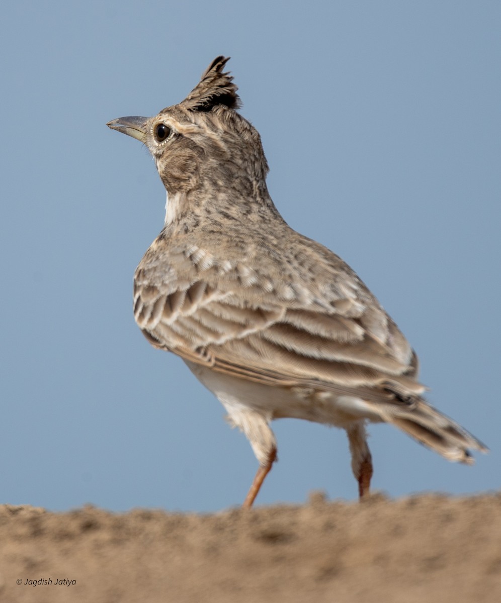 Crested Lark - ML610349964