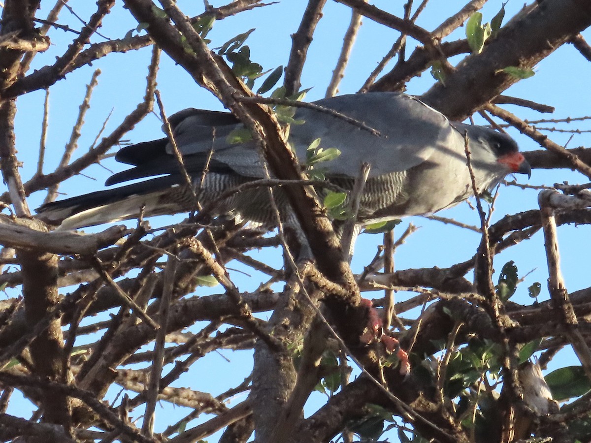 Dark Chanting-Goshawk - ML610350001