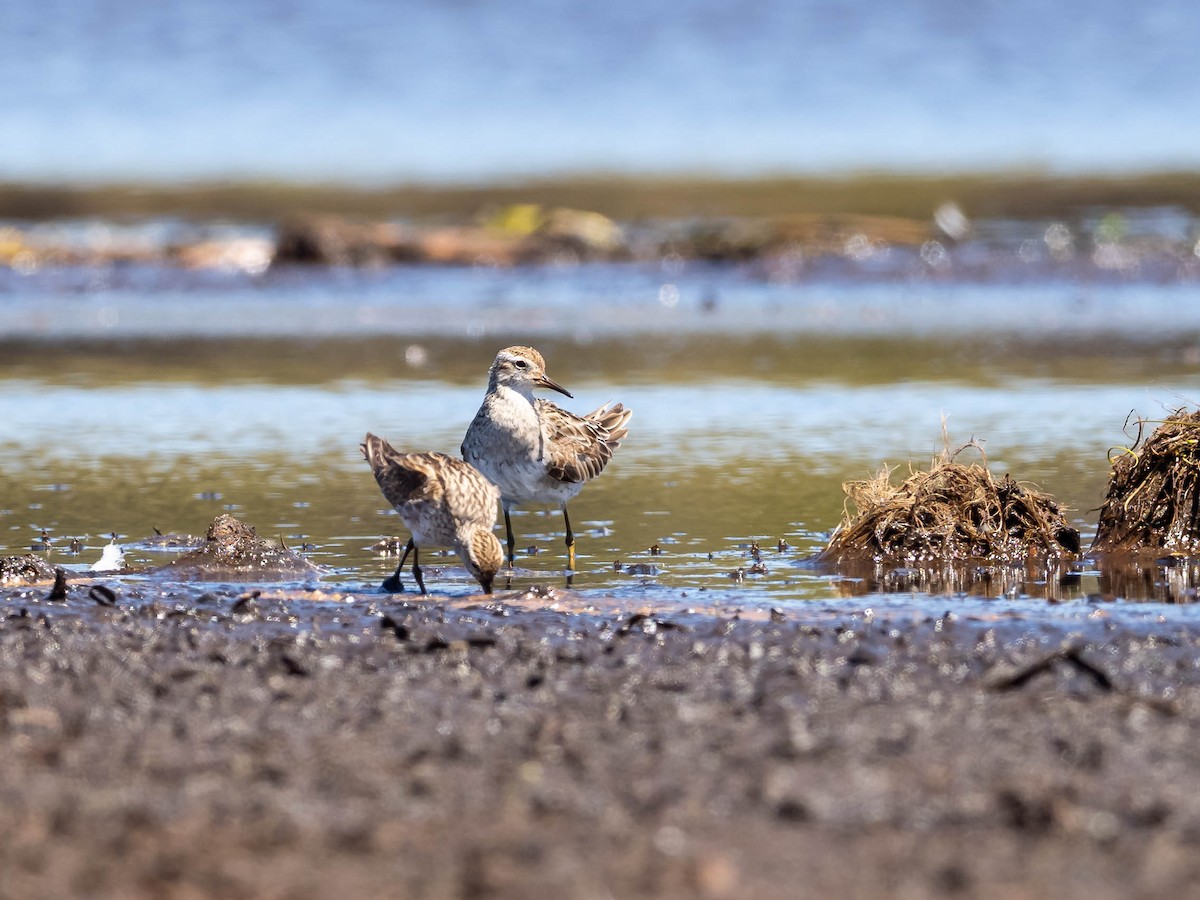 Sharp-tailed Sandpiper - ML610350005