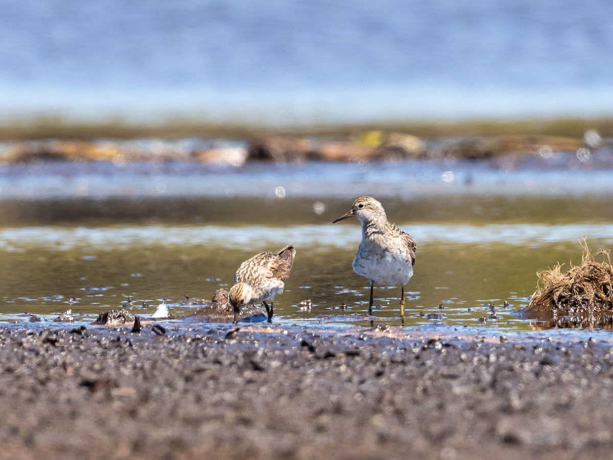 Sharp-tailed Sandpiper - ML610350006