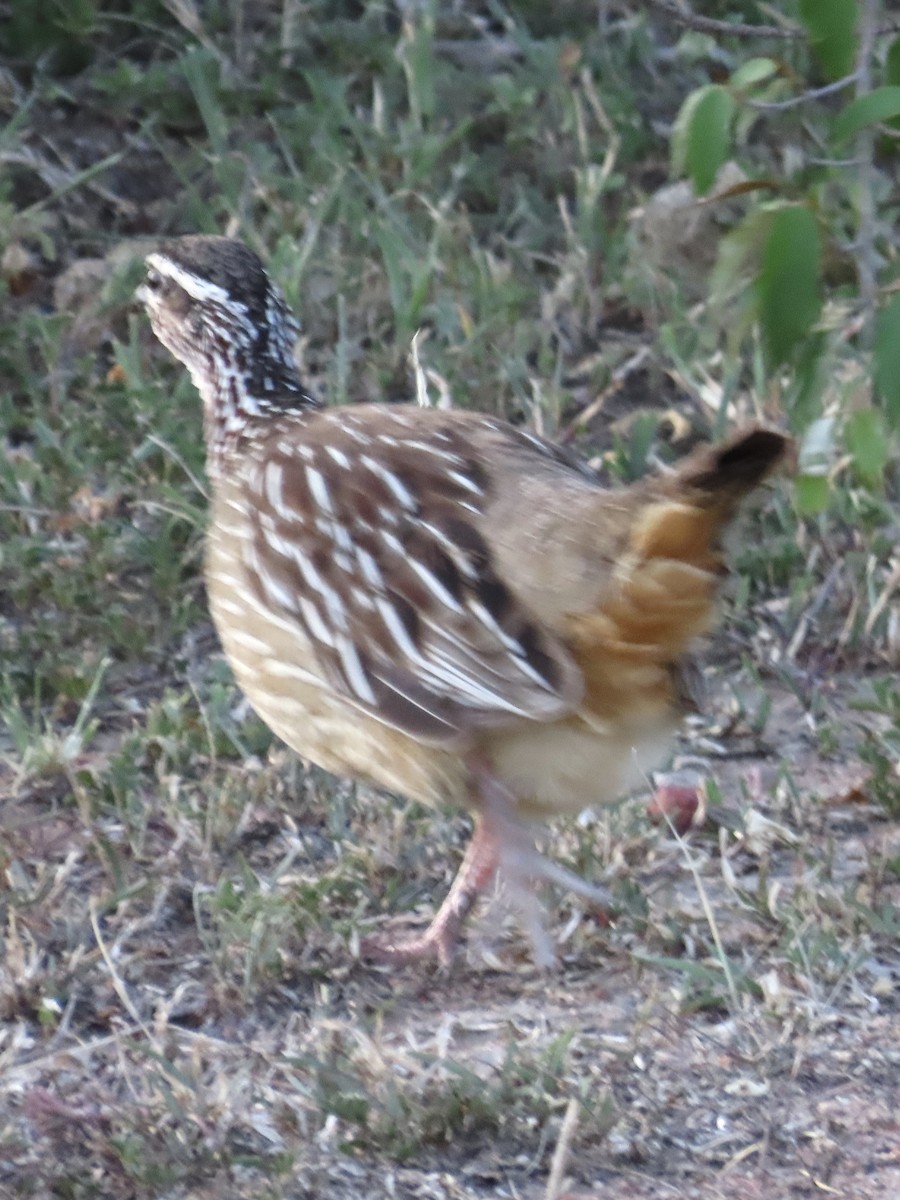 Crested Francolin - ML610350048