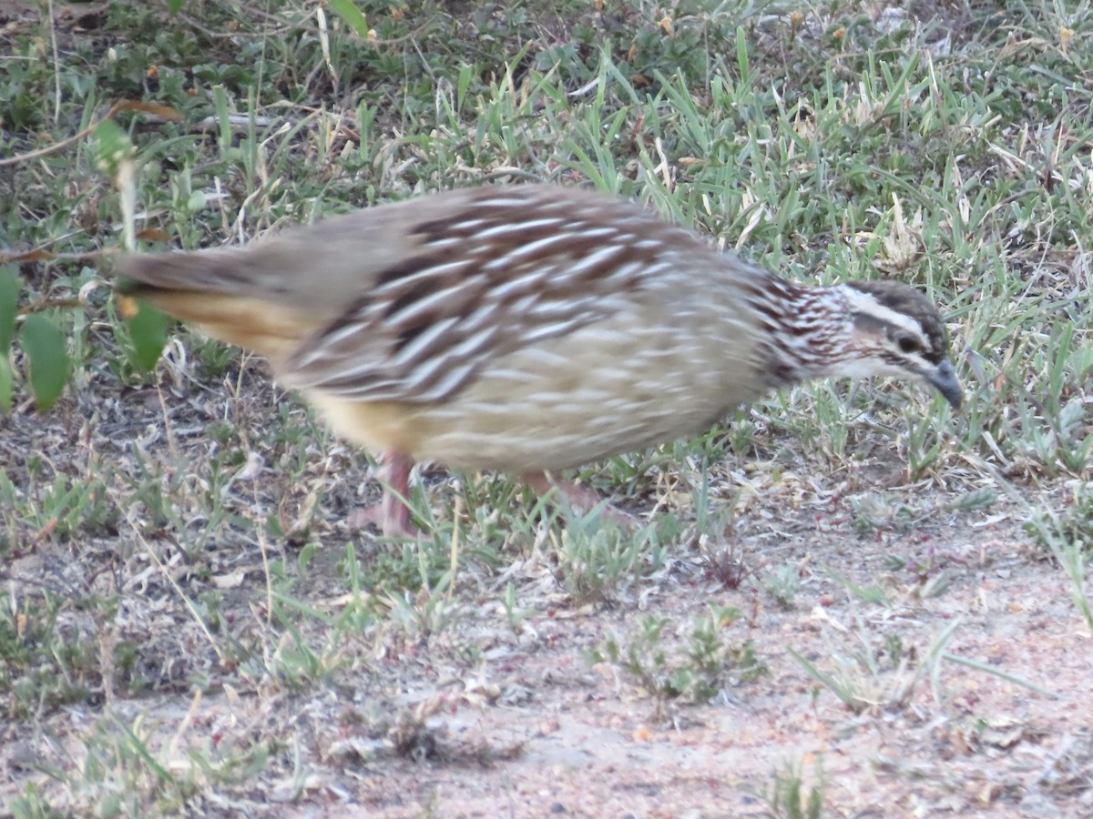 Crested Francolin - ML610350049