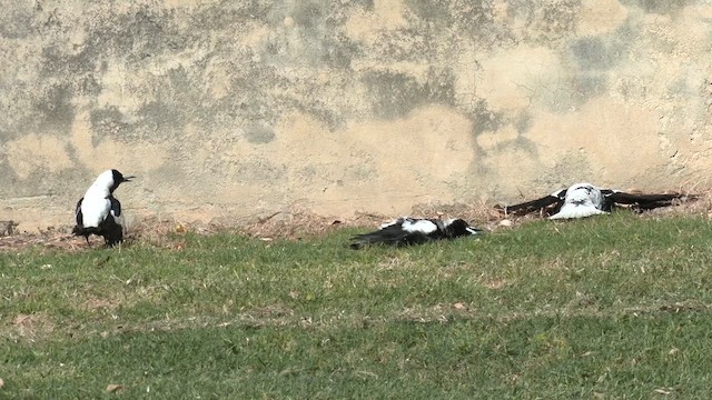 Australian Magpie (Western) - ML610350074