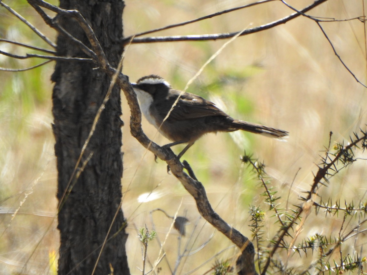 White-browed Babbler - ML610350100