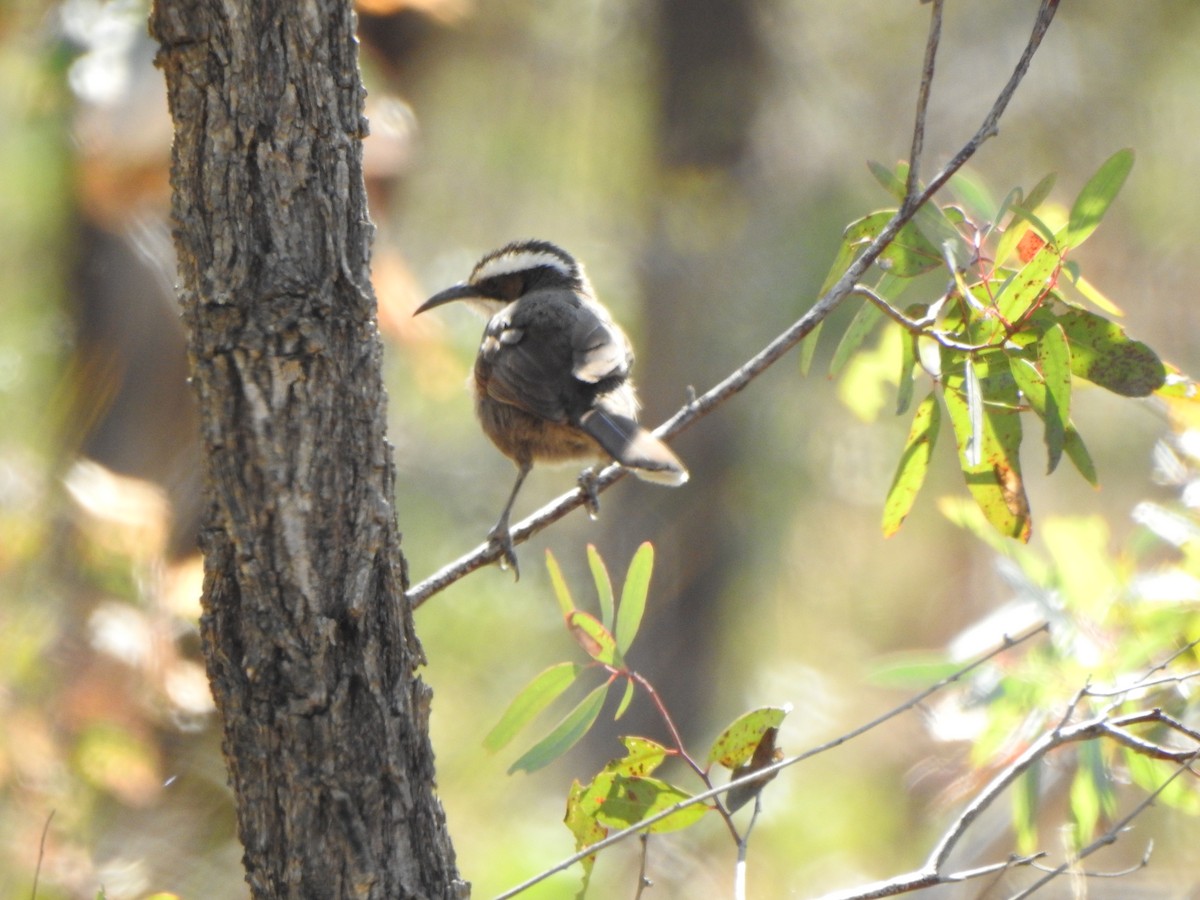 White-browed Babbler - ML610350106