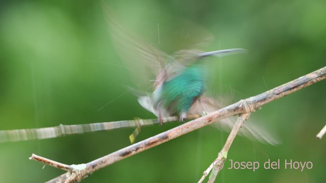 White-vented Plumeleteer (White-vented) - ML610350122