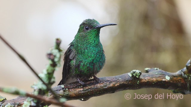 Colibrí de Buffon (grupo buffonii) - ML610350160