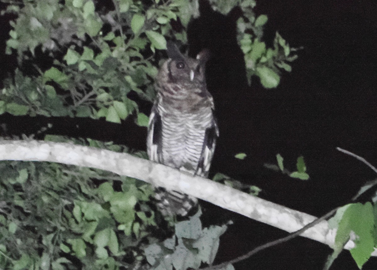 Fraser's Eagle-Owl - ML610350173