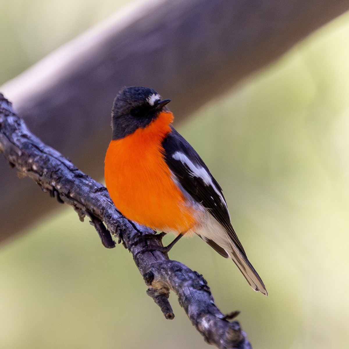 Flame Robin - ML610350188