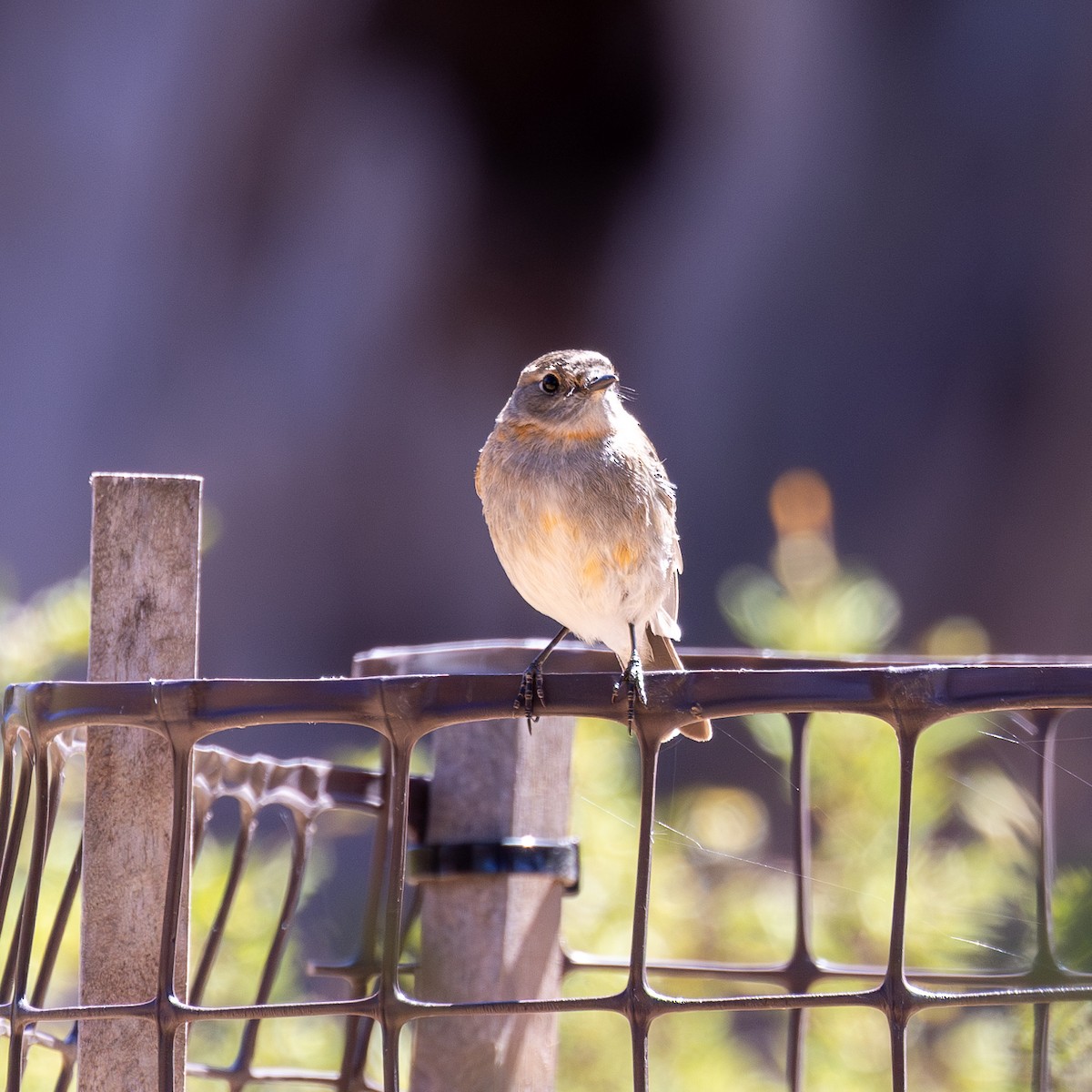 Flame Robin - ML610350189