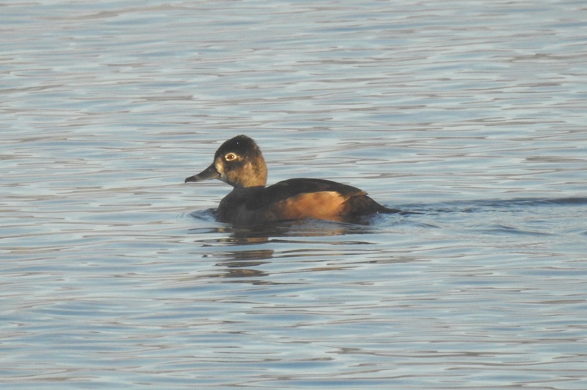 Ring-necked Duck - Steve Mierzykowski