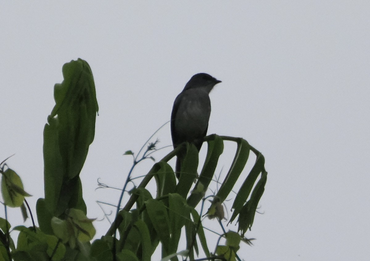 Tessmann's Flycatcher - ML610350219