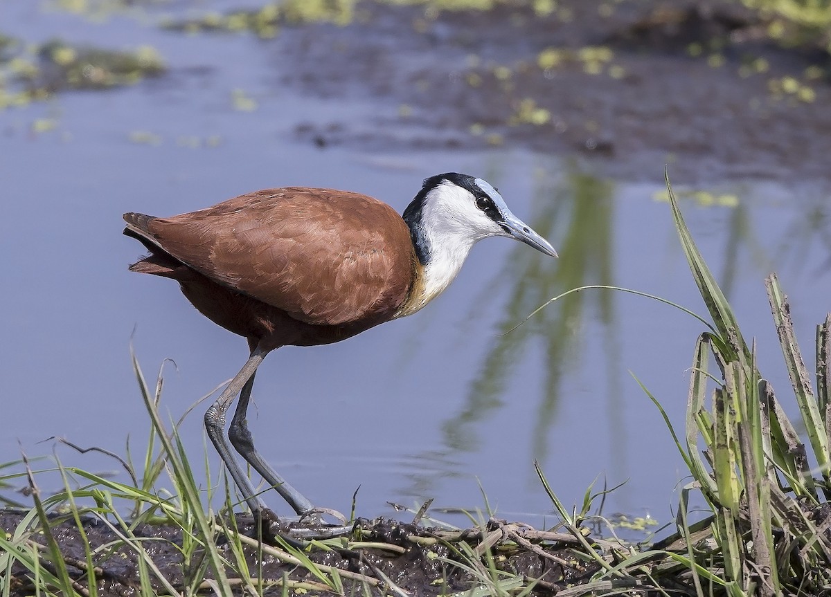 African Jacana - ML610350255