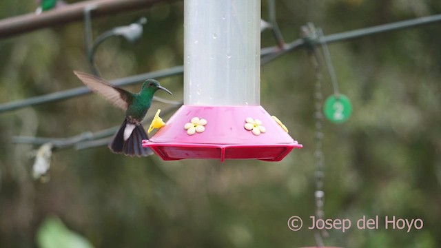 Colibrí de Buffon (grupo buffonii) - ML610350350