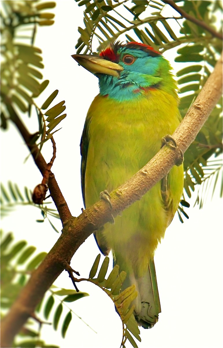 Blue-throated Barbet - Hetali Karia