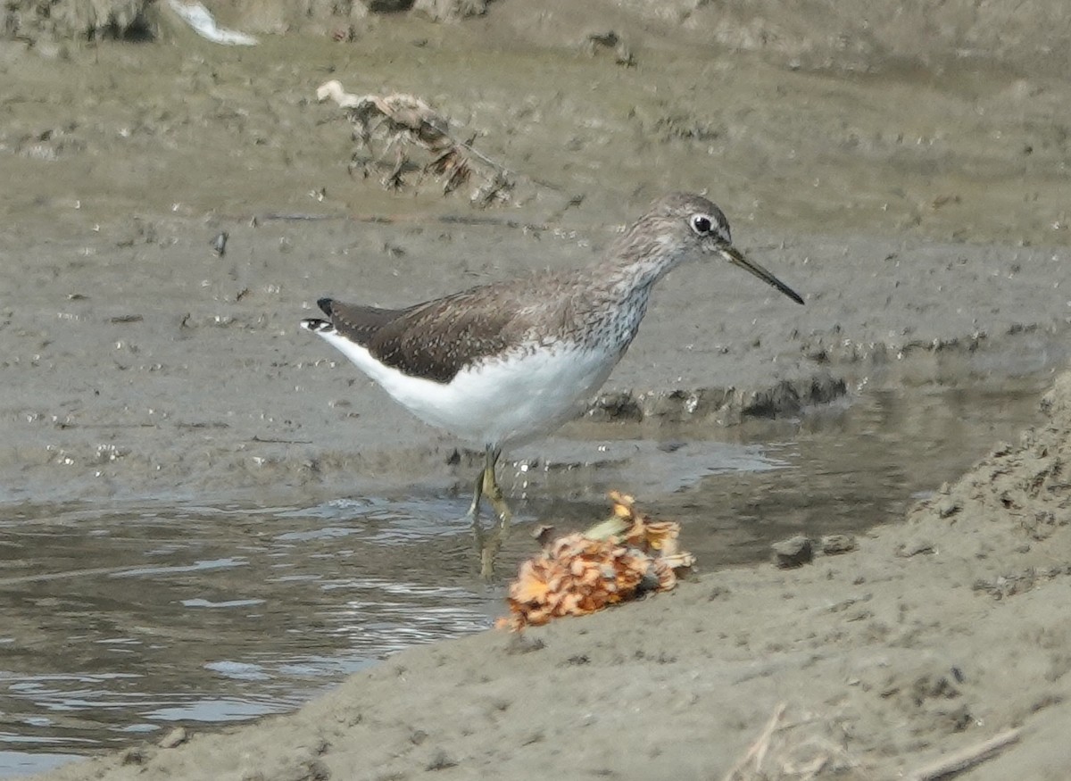 Waldwasserläufer - ML610350475