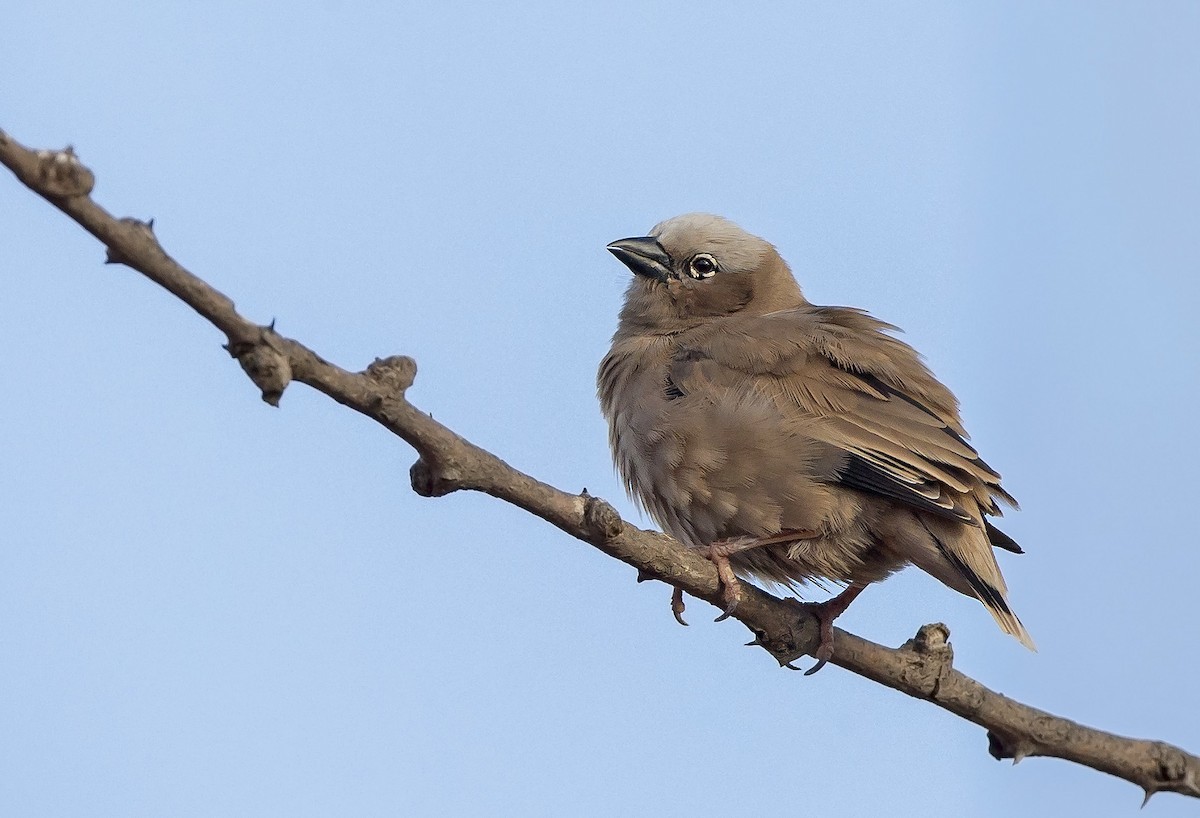 gråkronevever - ML610350567