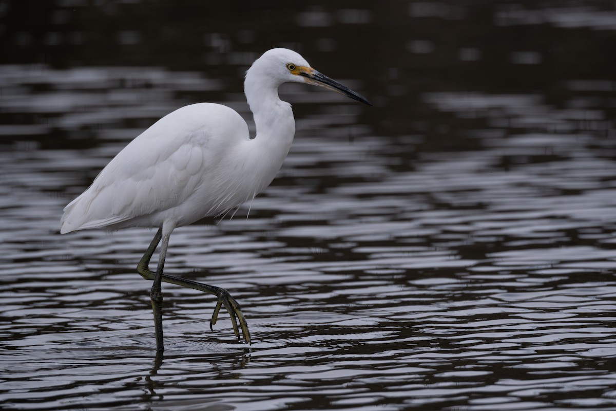 Little Egret - Ben Ackerley