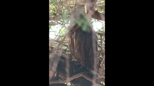 Verreaux's Eagle-Owl - ML610350580