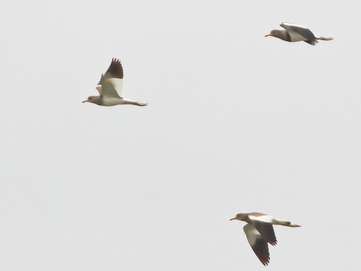 Gray-headed Lapwing - ML610350675