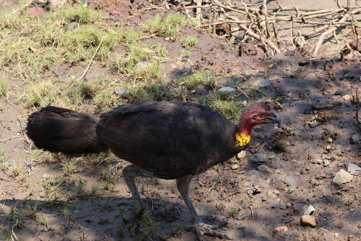 Australian Brushturkey - ML610350690