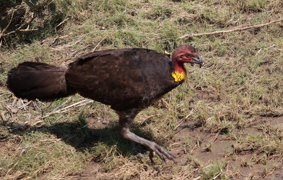 Talégalo Cabecirrojo - ML610350691