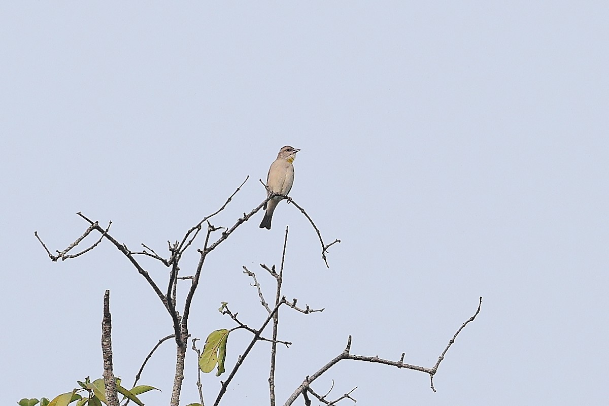 Yellow-throated Sparrow - ML610350757