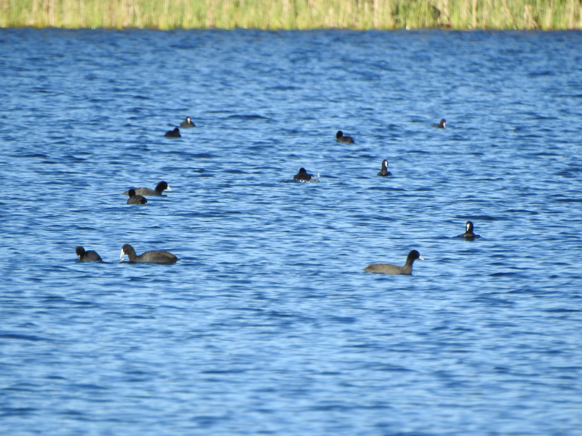 Eurasian Coot - DS Ridley