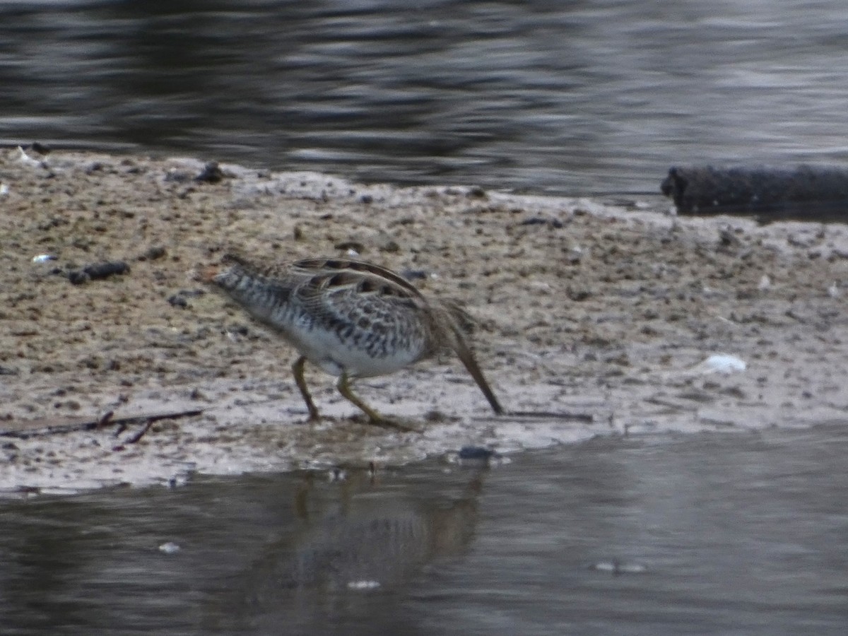 Latham's Snipe - ML610350850