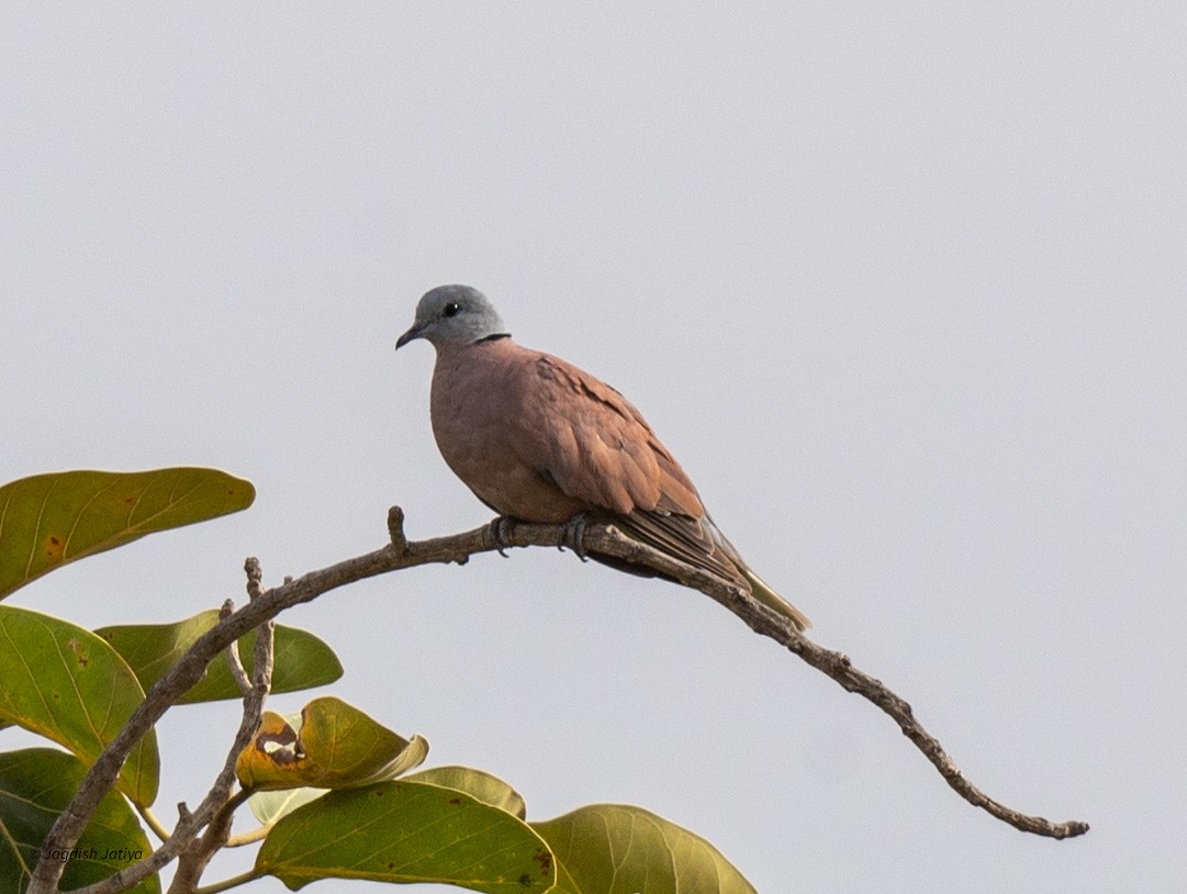 Red Collared-Dove - ML610350866