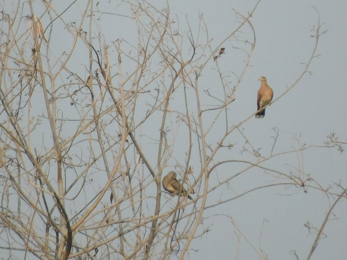 Oriental Turtle-Dove - ML610350882