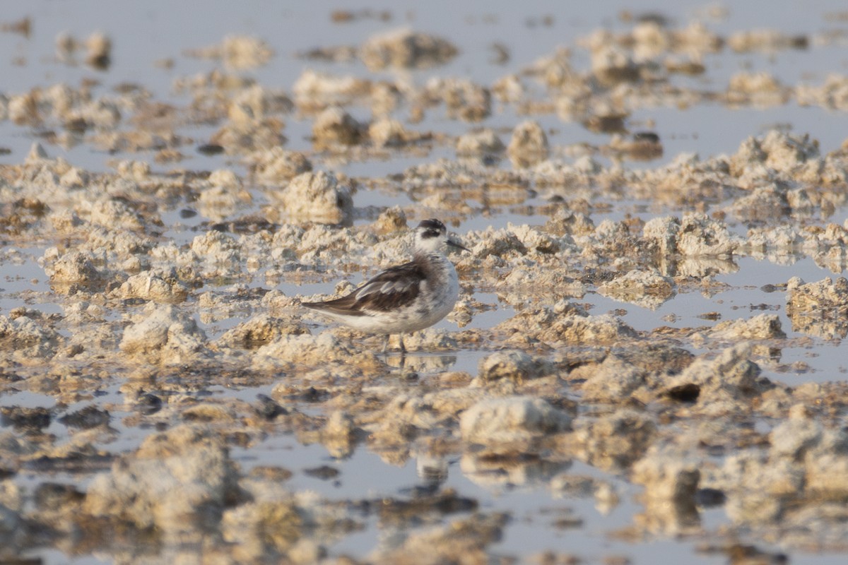 Red-necked Phalarope - Jake Barker