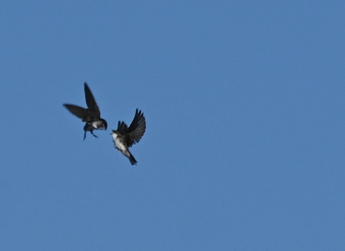 Tree Swallow - Rick Luehrs