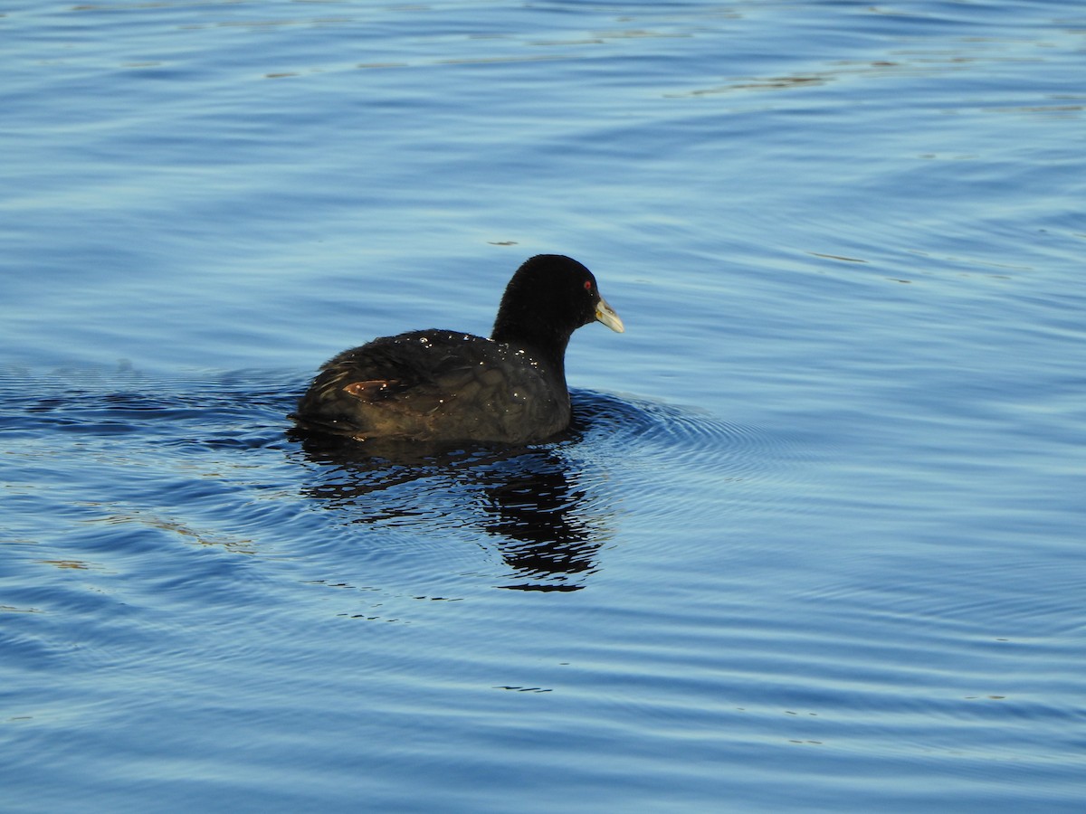 Eurasian Coot - ML610350965