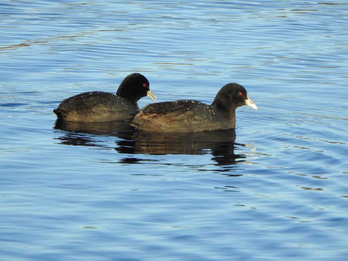 Eurasian Coot - DS Ridley