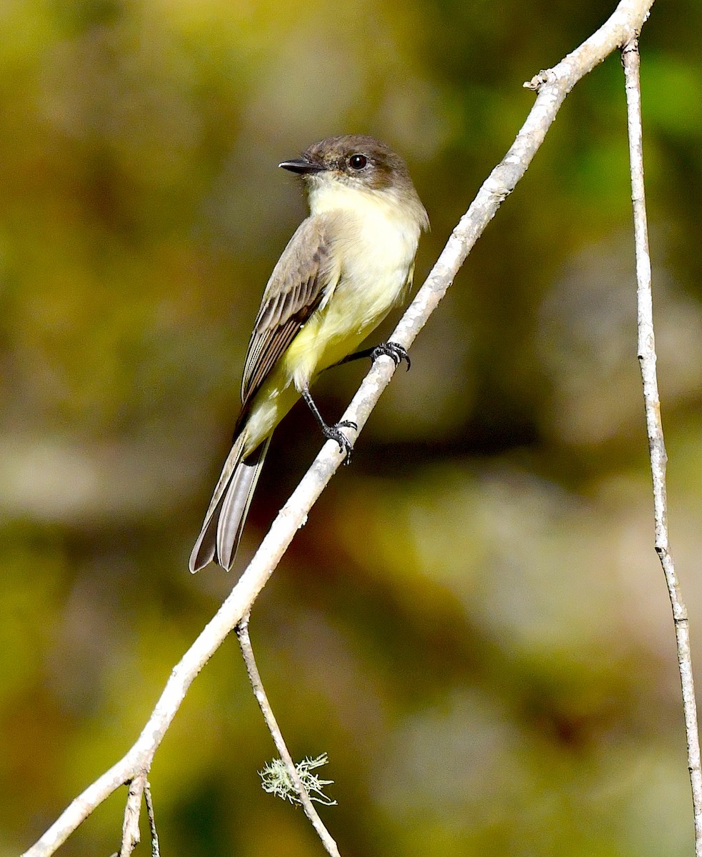 Eastern Phoebe - Kristen Cart