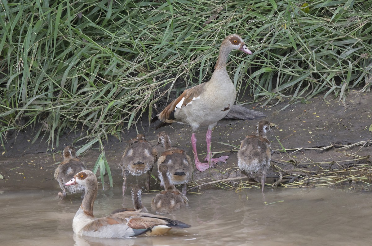 Egyptian Goose - ML610351032