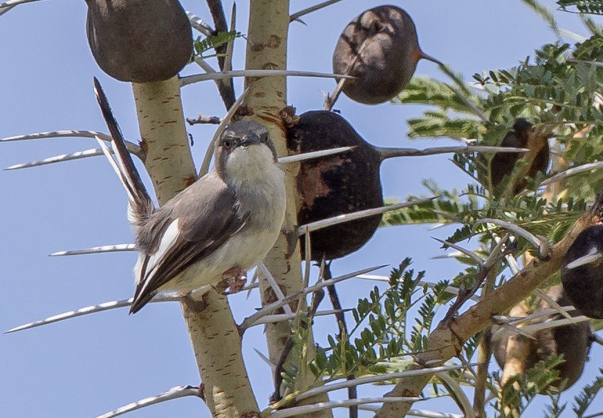 Karamoja Apalis - ML610351123