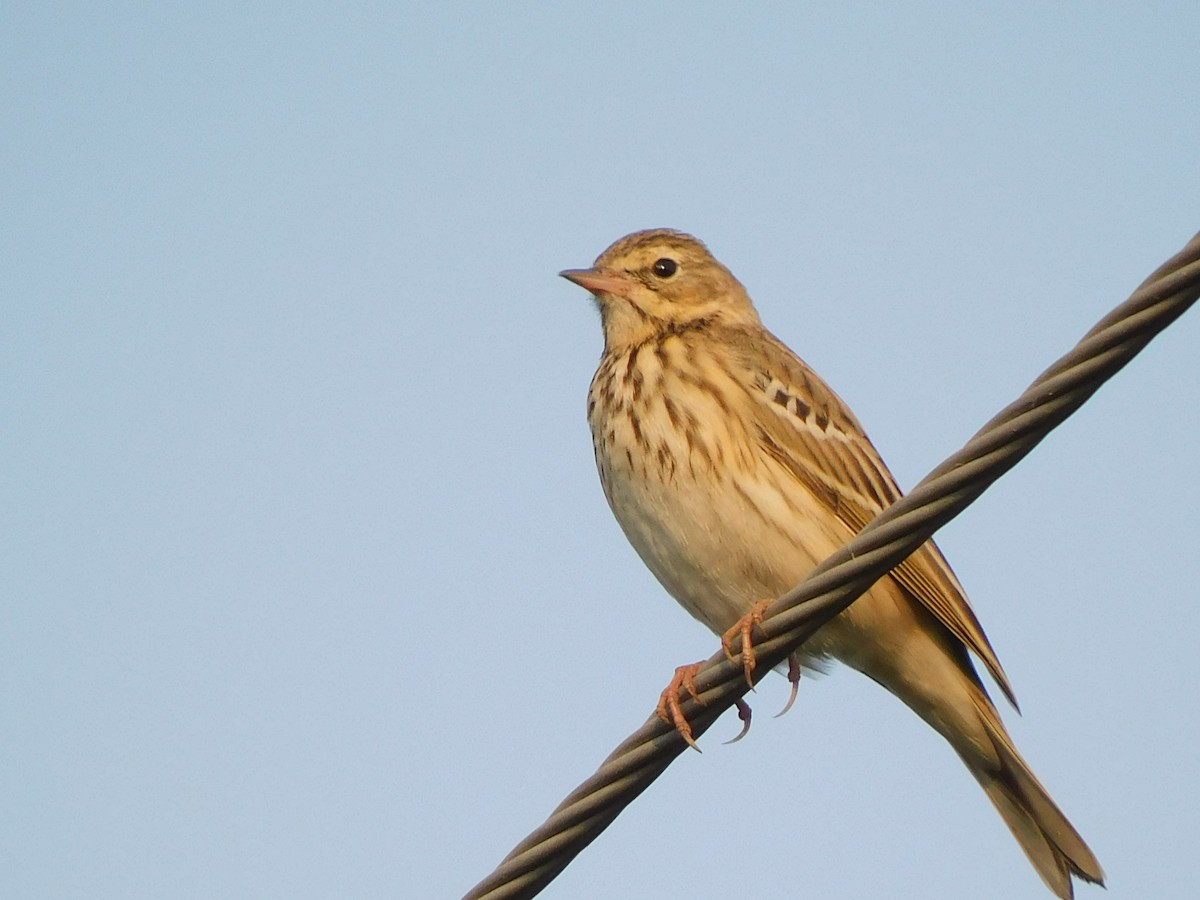 Tree Pipit - ML610351194