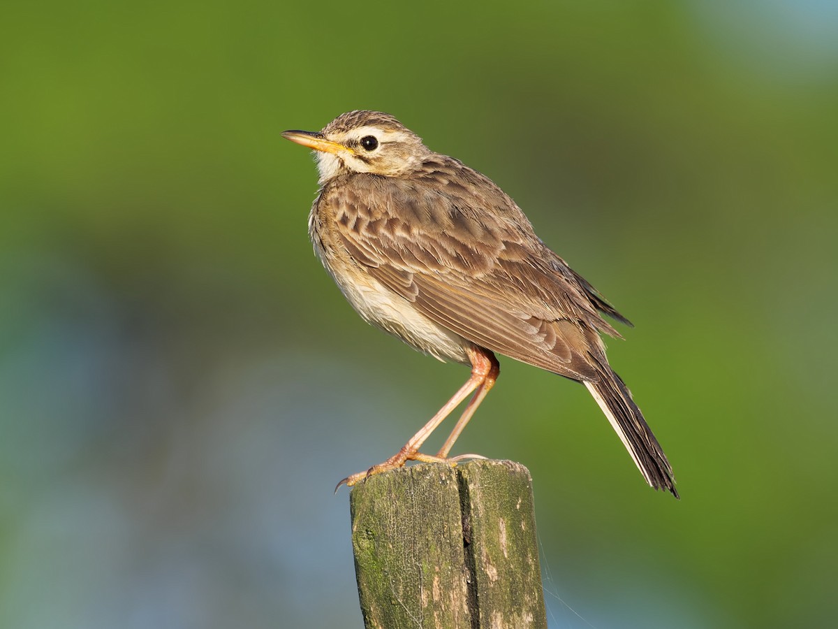 African Pipit - Zach V